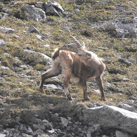 Otel Meuble Rosalpina